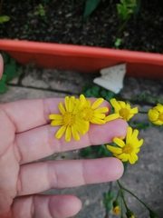 Senecio squalidus