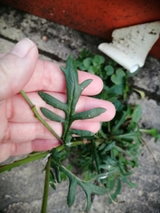 Senecio squalidus