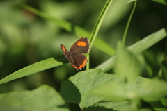 Heliophorus