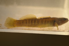 Etheostoma flabellare