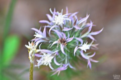 Liatris carrizana