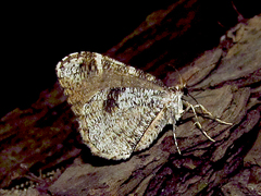 Stamnodes gibbicostata