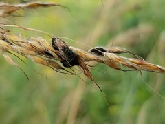 Epicoccum andropogonis