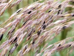 Epicoccum andropogonis