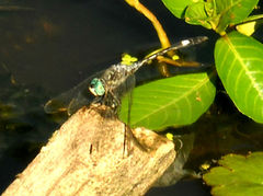 Micrathyria longifasciata