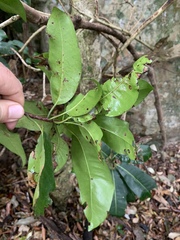 Vitellariopsis marginata