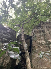 Vitellariopsis marginata