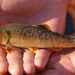Campostoma - Photo (c) Kent Miller,  זכויות יוצרים חלקיות (CC BY-ND), uploaded by Kent Miller