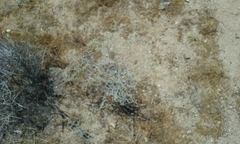 Eriogonum plumatella