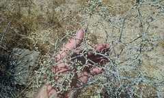 Eriogonum plumatella