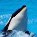Orcas - Photo (c) Franco Folini, algunos derechos reservados (CC BY-SA)