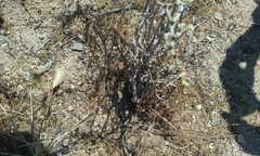 Eriogonum plumatella