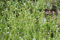 Plagiobothrys undulatus