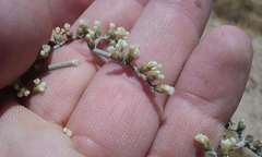 Eriogonum plumatella
