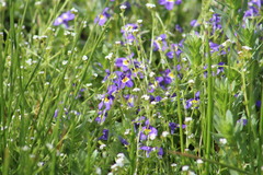 Plagiobothrys undulatus