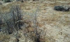 Eriogonum plumatella