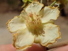 Luehea paniculata