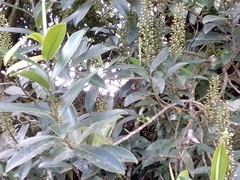 Ruyschia phylladenia