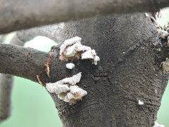 Fungi