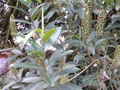 Ruyschia phylladenia