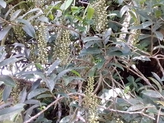 Ruyschia phylladenia