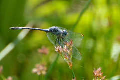 Micrathyria longifasciata