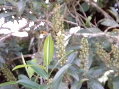 Ruyschia phylladenia