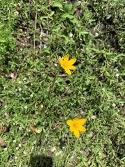 Zephyranthes pulchella