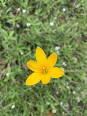 Zephyranthes pulchella