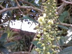 Ruyschia phylladenia