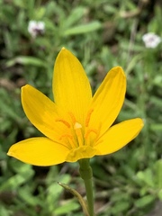Zephyranthes pulchella