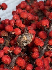 Stethaulax marmorata