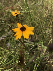 Coreopsis linifolia