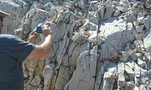 Image of Eriogonum callistum by no rights reserved