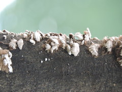 Fungi