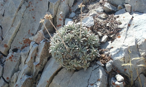 Image of Eriogonum callistum by no rights reserved