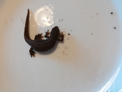 Pleurodelinae