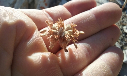 Image of Eriogonum callistum by no rights reserved
