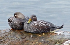 Tachyeres patachonicus