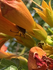 Chlorochroa