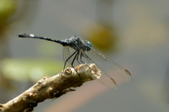 Micrathyria longifasciata