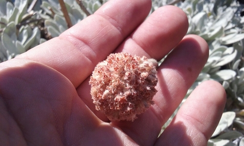 Image of Eriogonum callistum by no rights reserved