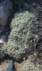 Eriogonum callistum