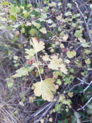 Ribes divaricatum pubiflorum