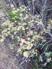 Ribes divaricatum pubiflorum