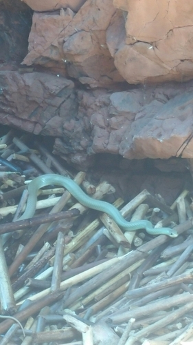 North American Racer (Coluber constrictor), a species recorded in Ohio