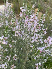 Aspalathus costulata