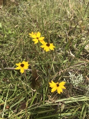 Coreopsis linifolia