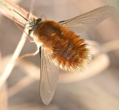 Anastoechus barbatus