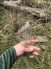 Muhlenbergia expansa